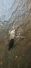 Aedes vittiger
