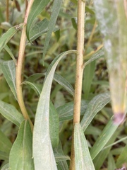 Solidago lepida salebrosa