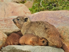 Procavia capensis capensis