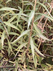 Solidago lepida salebrosa