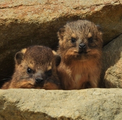Procavia capensis capensis