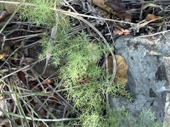 Asparagus minutiflorus