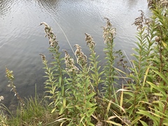 Solidago lepida salebrosa