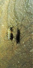 Aedes vittiger