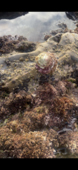 Megastraea undosa