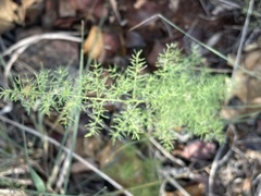 Asparagus minutiflorus
