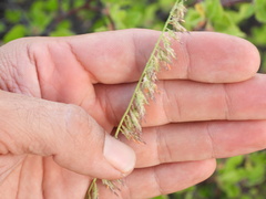 Bouteloua reflexa