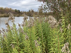 Solidago lepida salebrosa