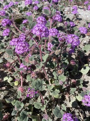 Abronia villosa villosa