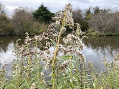 Solidago lepida salebrosa
