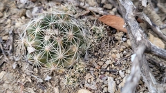 Coryphantha