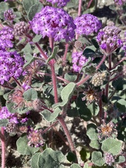 Abronia villosa villosa