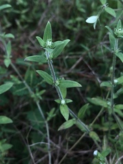 Edrastima uniflora