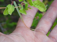 Bouteloua reflexa
