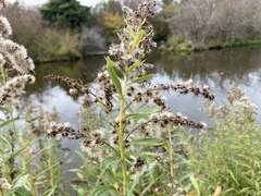 Solidago lepida salebrosa