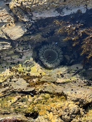 Actiniidae