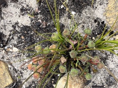 Euphorbia silenifolia