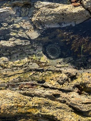 Actiniidae