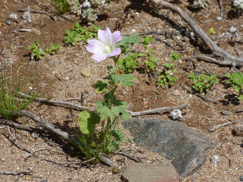 Image of Malva weinmanniana by no rights reserved