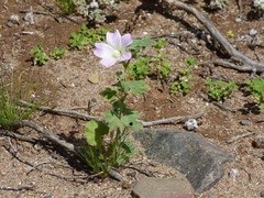 Malva weinmanniana