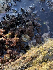 Actiniidae
