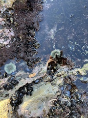 Actiniidae
