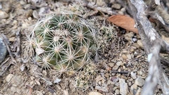 Coryphantha