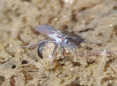 Hydrophorinae