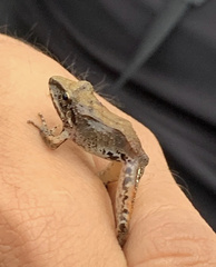 Pristimantis w-nigrum