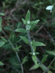 Edrastima uniflora