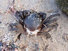 Taliepus nuttallii