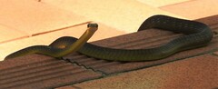 Dendrelaphis punctulatus