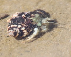 Isocheles wurdemanni