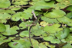 Basiliscus plumifrons