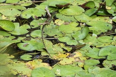 Basiliscus plumifrons