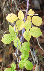 Rubus occidentalis