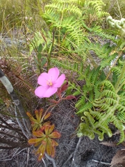 Drosera hilaris