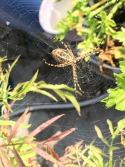 Argiope trifasciata