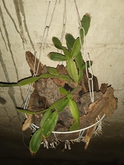 Rhipsalidopsis gaertneri