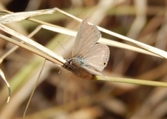 Euchrysops malathana