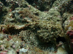 Scorpaena mystes