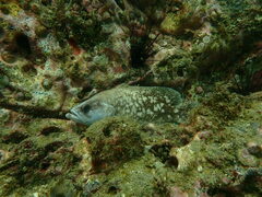 Rypticus bicolor