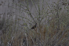 Zonotrichia leucophrys