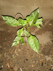 Capsicum chinense