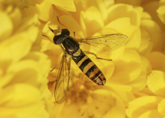 Sphaerophoria sulphuripes
