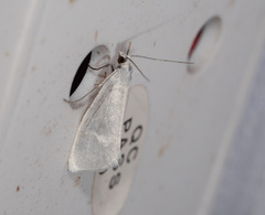 Tipanaea patulella