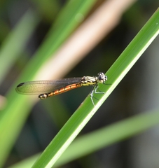 Rhinocypha pagenstecheri timorana