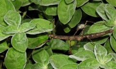 Candovia granulosa