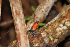 Oophaga pumilio