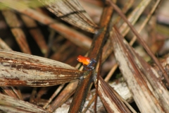 Oophaga pumilio
